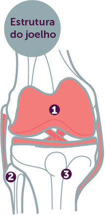 Estrutura do joelho