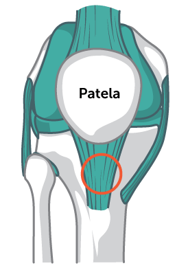 Patela do joelho